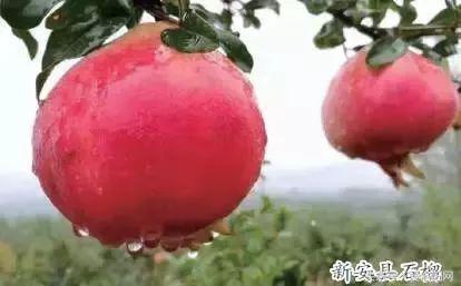 洛阳即将腾飞的县,2022年洛阳最发达的五个县