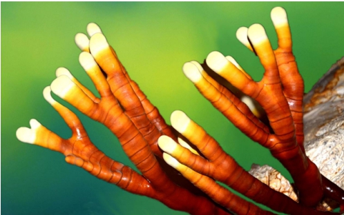 灵芝有哪些种类 (灵芝有多种)