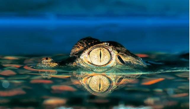 泳池防溺水自救,泳池防砸