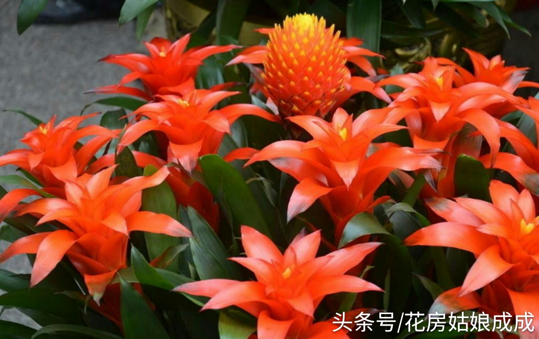 鸿运当头鱼好养还是锦鲤好养,鸿运当头室内养还是室外养