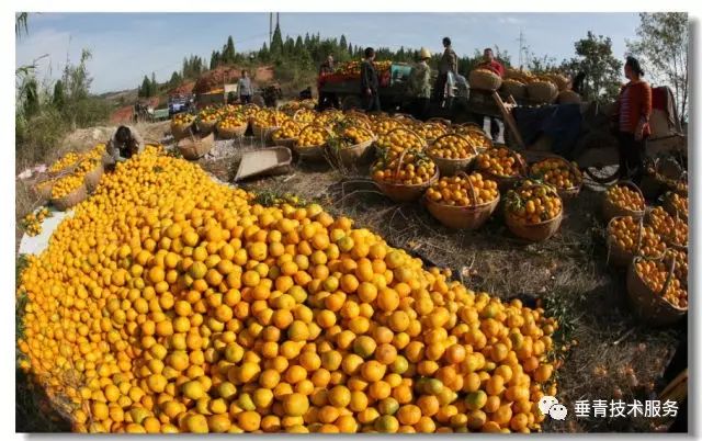 「热点」小户赚钱大户亏,为啥?省力化栽培是柑桔发展的趋势!