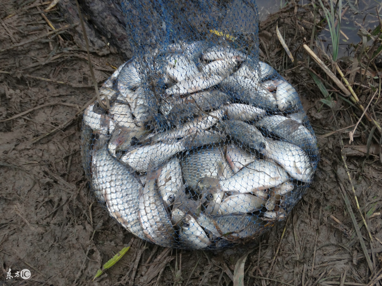 黑坑钓上来的鱼老板怎么处理,黑坑钓青鱼怎么破解老板的招数