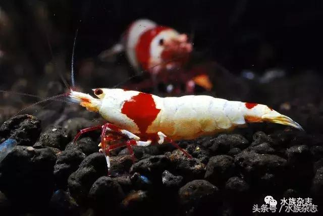 水晶虾是啥,水晶虾的习性和繁殖方法详解