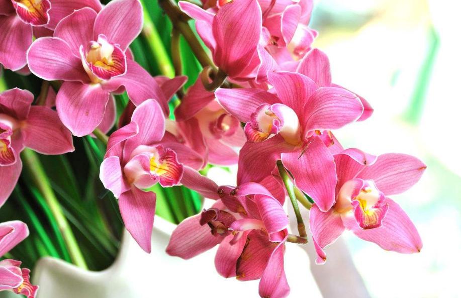 红双喜大花蕙兰年宵花开花浓香 (年宵花大花蕙兰室内盆栽花卉)