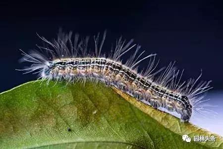 园林树木虫害防治方法及措施,园林虫害防治