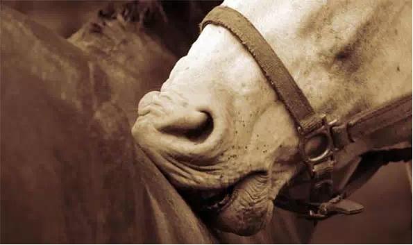 马的嗅觉听觉视觉,马的嗅觉怎么样