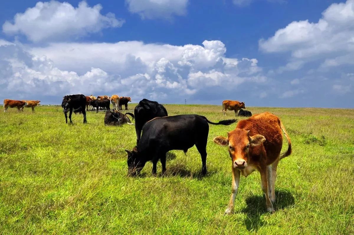 错过了这30个地方，你就相当于辜负了整个贵州！