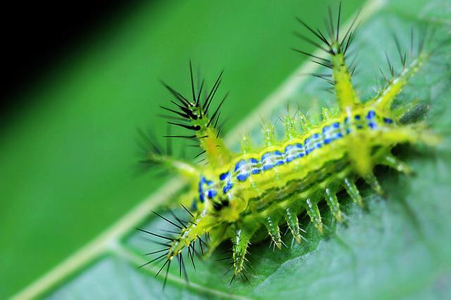 农村有一种叫洋辣子的妖孽，被蛰后用农村土方法比医生说的都管用