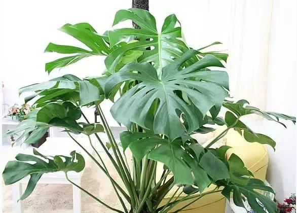 室内吸烟会变成二手烟自己吸吗,家里有人吸烟养什么花