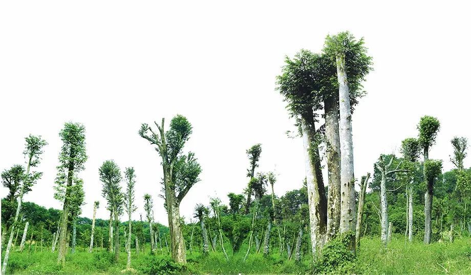 世上最好的沉香是什么,沉香的核心