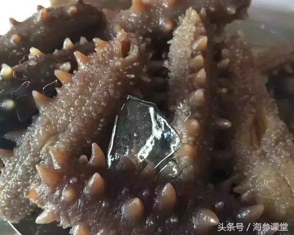 新鲜海参有营养还是干海参有营养,海参营养高还是鸡蛋营养高些