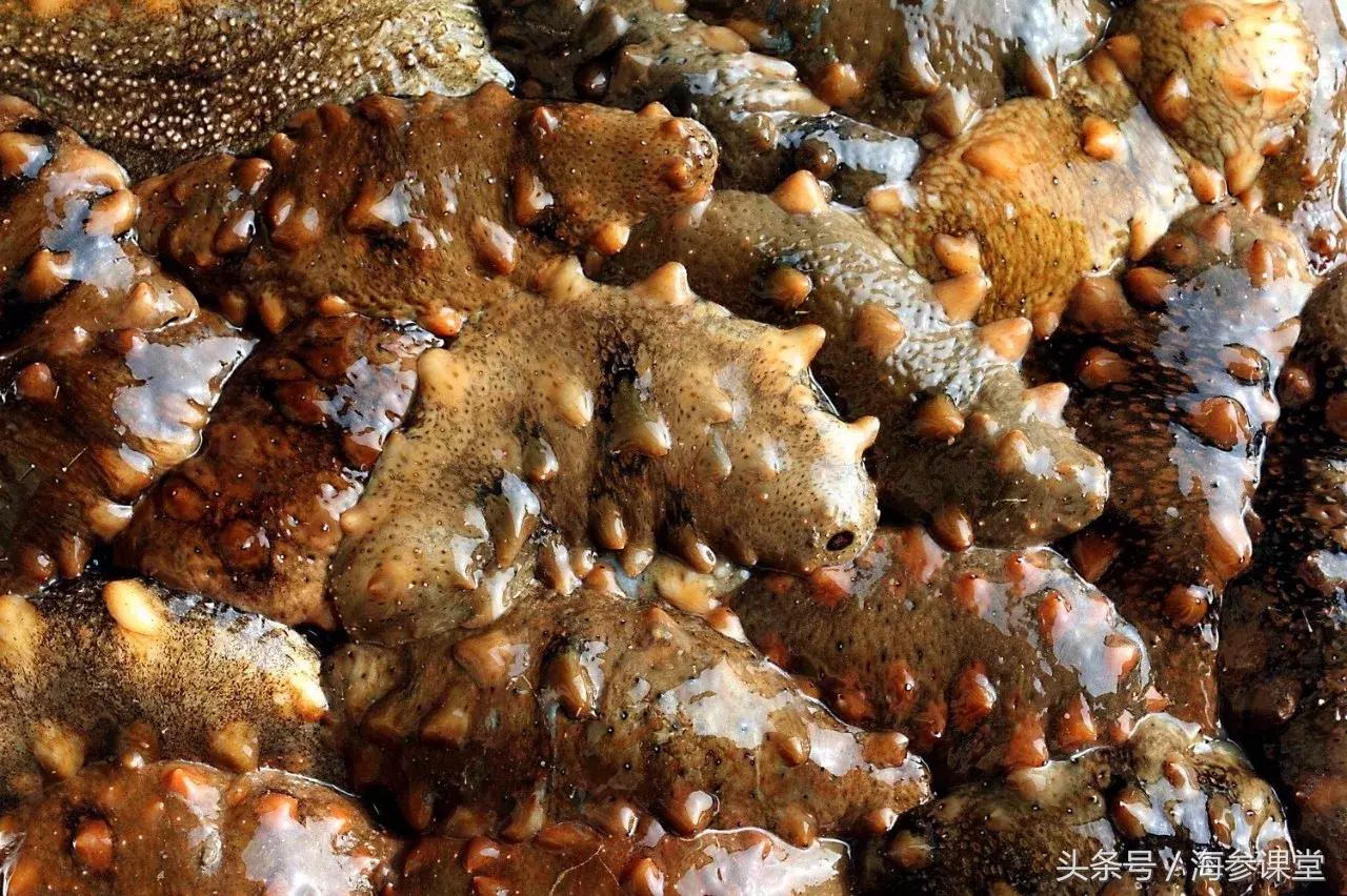 新鲜海参有营养还是干海参有营养,海参营养高还是鸡蛋营养高些