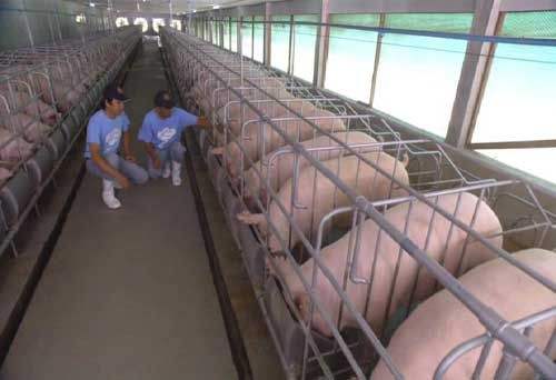 猪口蹄疫的治疗方法和症状,猪得了口蹄疫的正确治疗方法