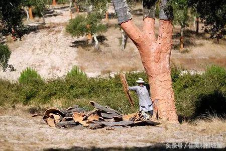 橡木塞小技巧,橡木塞的秘密