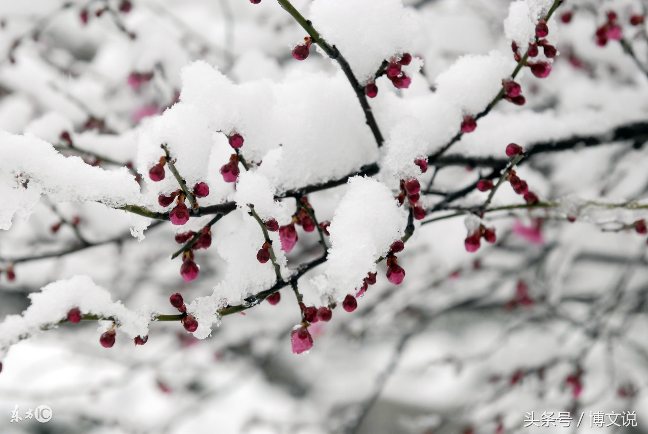 古诗人面桃花诗句,古诗人面桃花的诗句