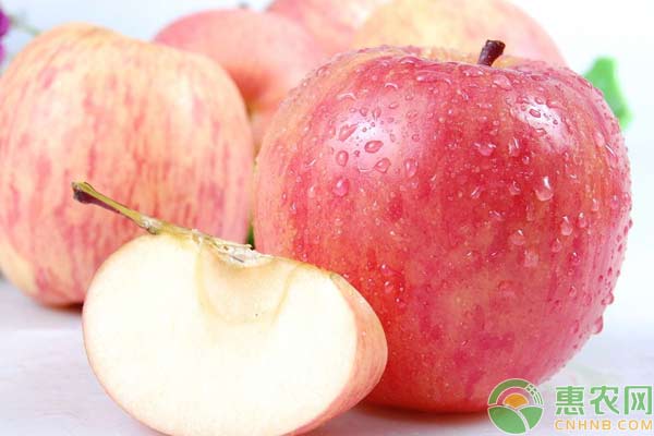 2018年1月16日国内苹果主产区收购价格行情