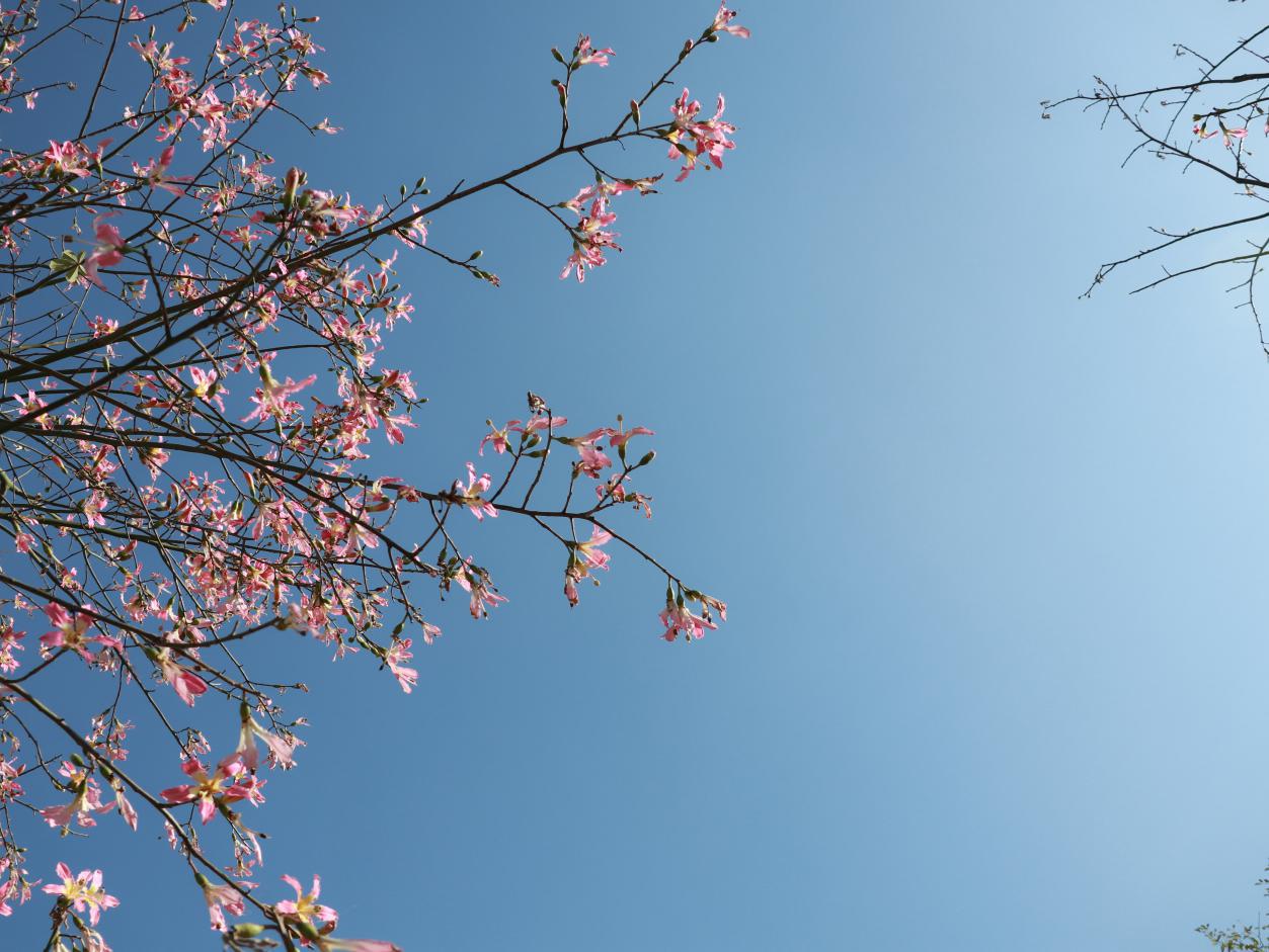 佳能eosm6原装镜头拍摄效果好吗,佳能eosm6数码相机