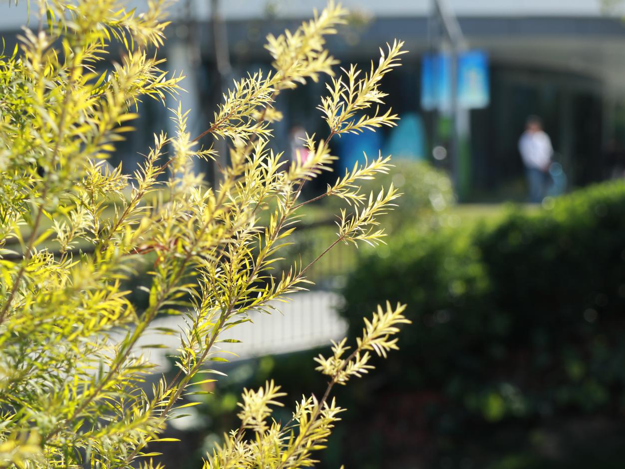 佳能eosm6原装镜头拍摄效果好吗,佳能eosm6数码相机