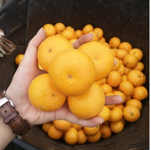 你还记得儿时的美食吗,黄岩蜜桔什么味道