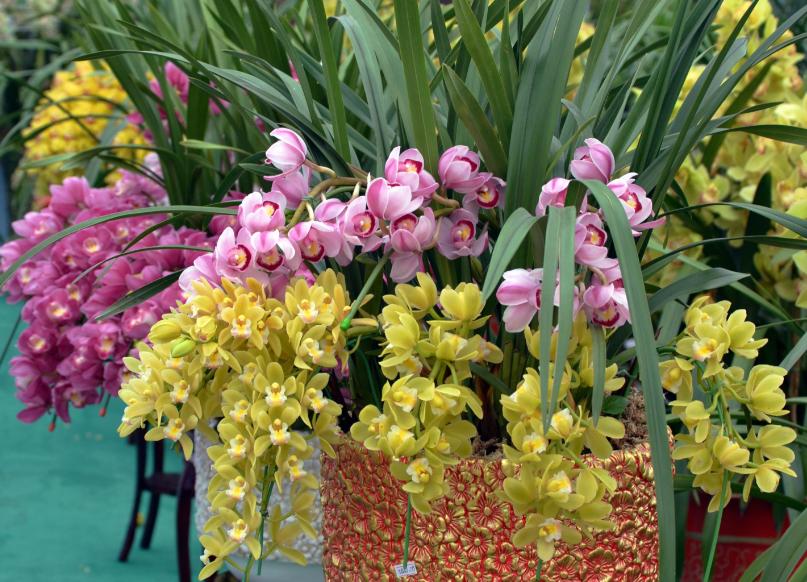 红双喜大花蕙兰年宵花开花浓香 (年宵花大花蕙兰室内盆栽花卉)