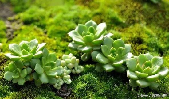 当多肉遇见雪,当多肉碰上鹦鹉