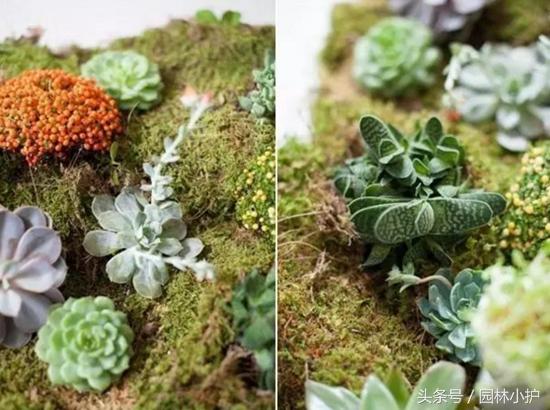 当多肉遇见雪,当多肉碰上鹦鹉