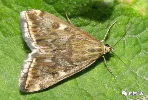 园林树木虫害防治方法及措施,园林虫害防治