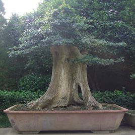 冬季怎样种植白蜡树,白蜡的种植方法和注意事项