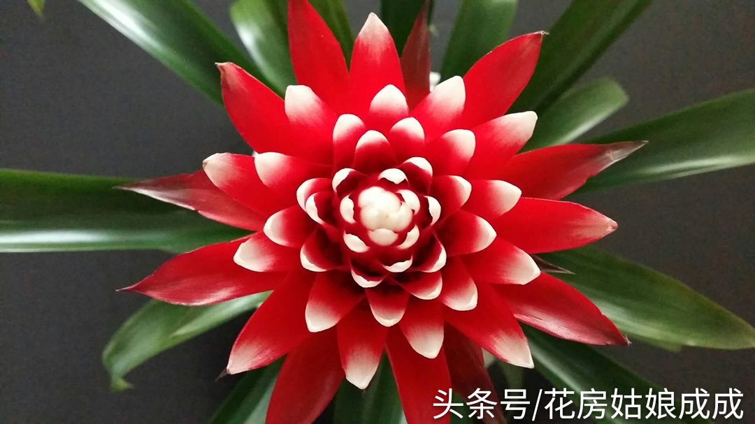 鸿运当头鱼好养还是锦鲤好养,鸿运当头室内养还是室外养