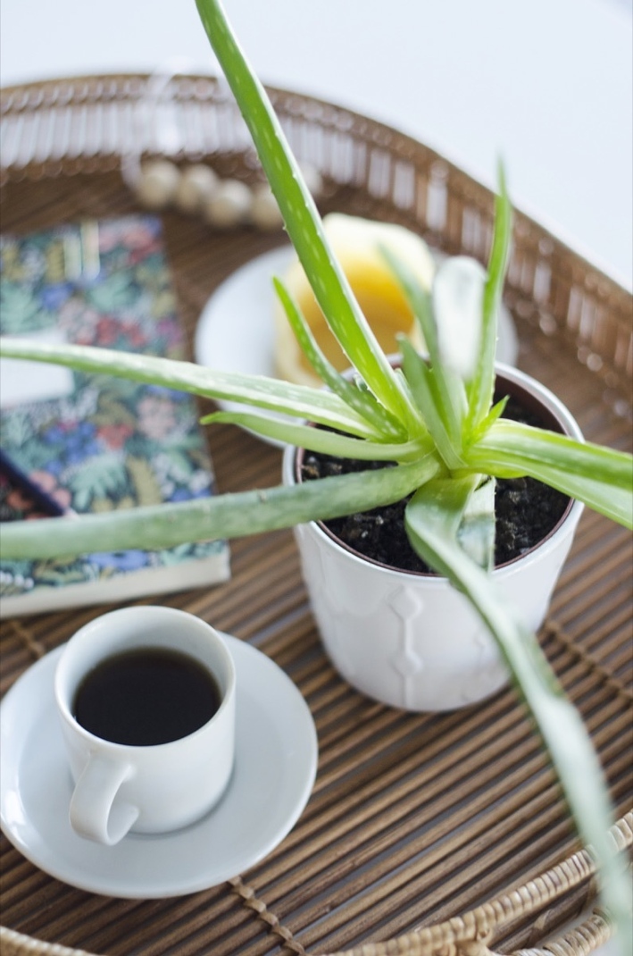 净化空气最厉害的绿植排名,室内净化空气吊兰最佳植物