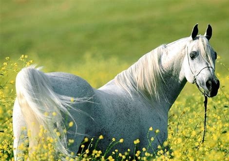 马的嗅觉听觉视觉,马的嗅觉怎么样