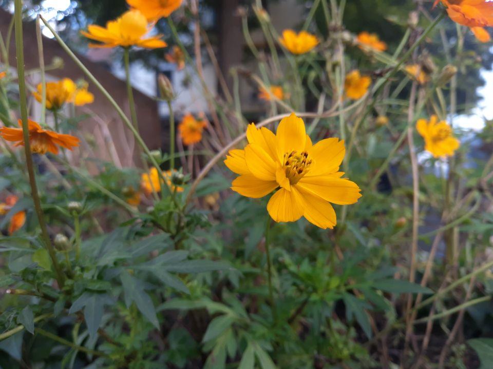 魅蓝s6真的好用吗看完你就知道了,疑似魅蓝s6配置曝光720p全面屏