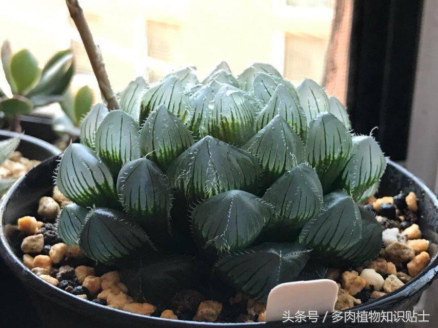 阳台玉露选土,玉露阳台养殖方法