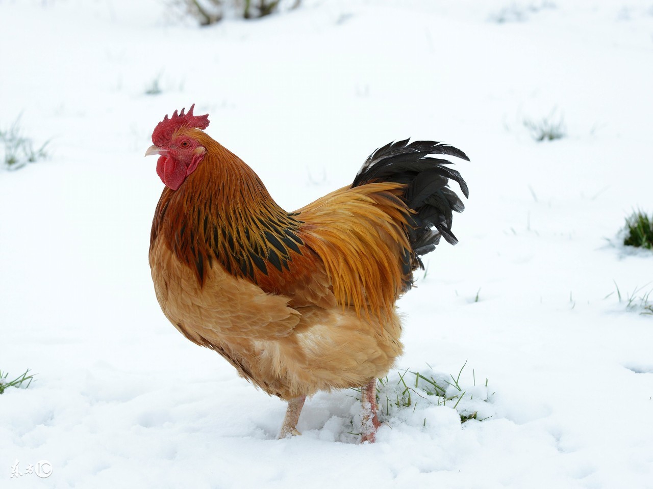 给鸡补钙最好的办法,用什么给鸡补钙最好