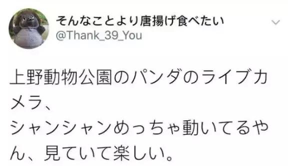 我国国宝大熊猫被外国租借有多难,日本大熊猫悲惨生活