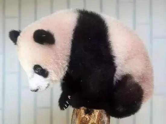 我国国宝大熊猫被外国租借有多难,日本大熊猫悲惨生活