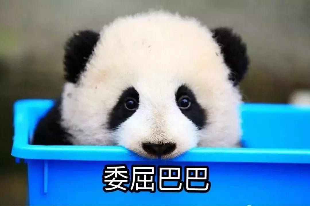 我国国宝大熊猫被外国租借有多难,日本大熊猫悲惨生活