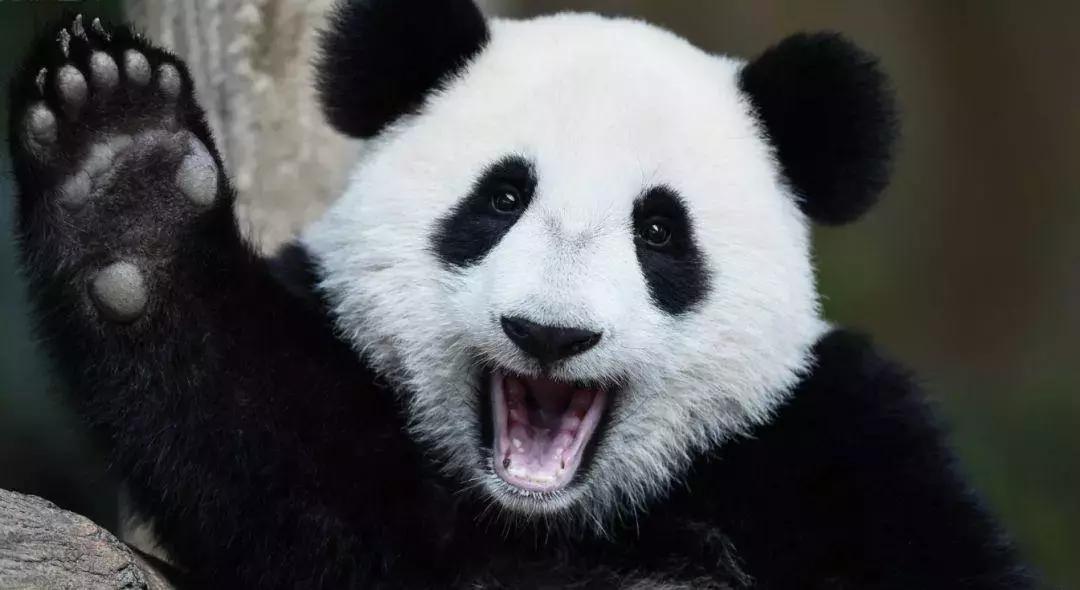 我国国宝大熊猫被外国租借有多难,日本大熊猫悲惨生活