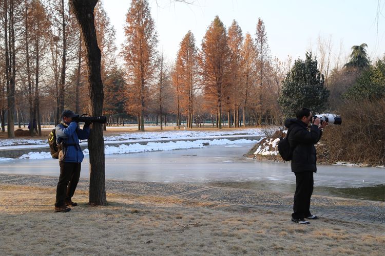 周一漫步隋唐植物园赏桃花,洛阳隋唐植物园春光