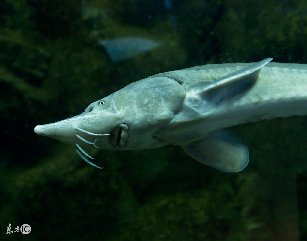 手竿调漂掌握七个技巧，提竿必中鱼