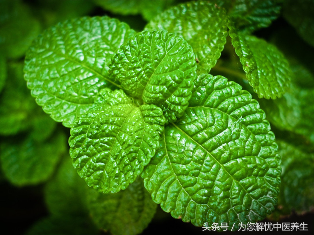 甲亢轻中重度的划分及治疗,甲亢专用中成药有几种