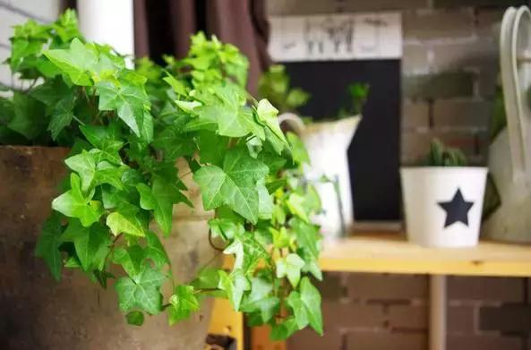 室内吸烟会变成二手烟自己吸吗,家里有人吸烟养什么花