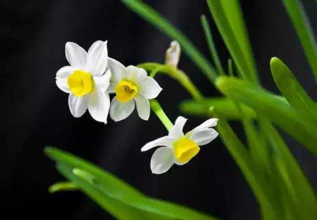 室内吸烟会变成二手烟自己吸吗,家里有人吸烟养什么花