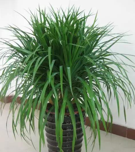 室内吸烟会变成二手烟自己吸吗,家里有人吸烟养什么花