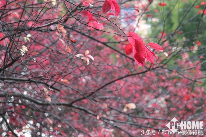 可爱又实用的相机,佳能eos200d二代是什么相机