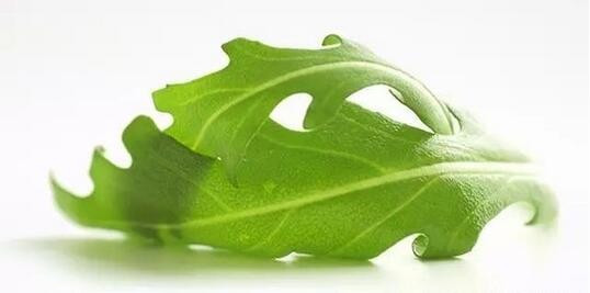 植物灯市场前景怎么样,植物照明市场占比