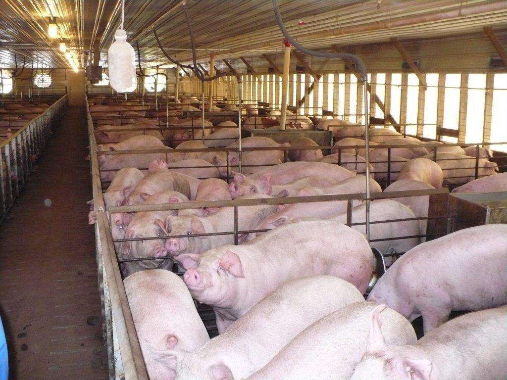 猪口蹄疫的治疗方法和症状,猪得了口蹄疫的正确治疗方法