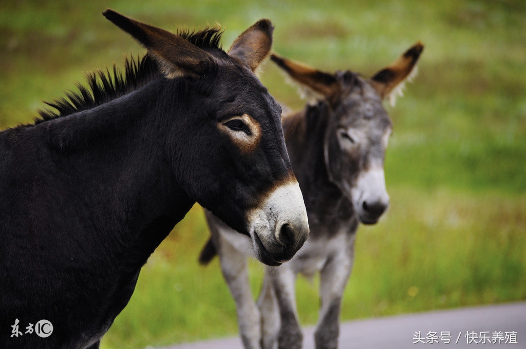 今年养驴的前景怎样,最近几年养驴前景会好吗