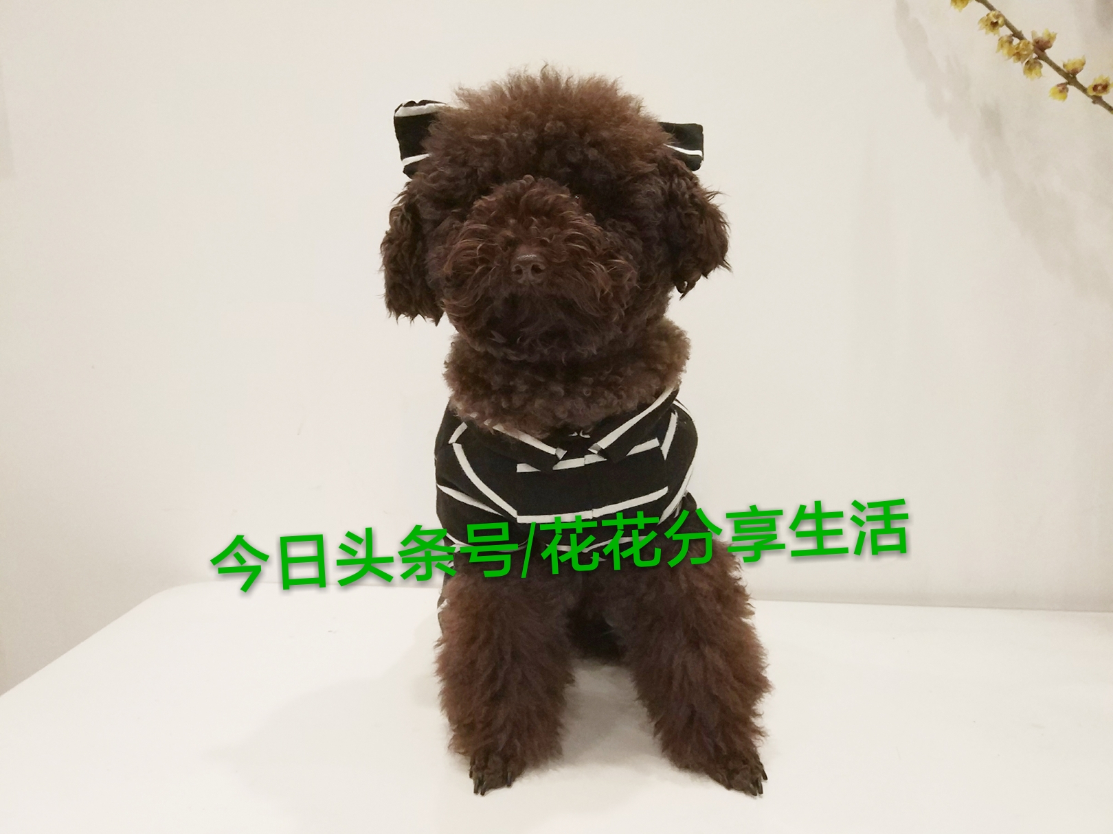 手工制作小狗衣服视频教程,怎样利用旧衣服做狗狗衣服