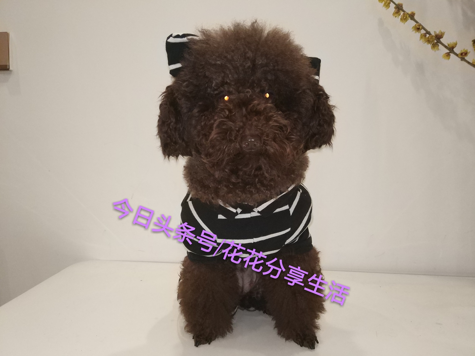 手工制作小狗衣服视频教程,怎样利用旧衣服做狗狗衣服